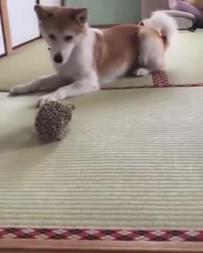 Hedgehog with dog