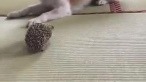 Hedgehog with dog