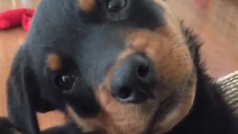 Everything You Ever Wanted to Know About Staph Breathing Hooman!