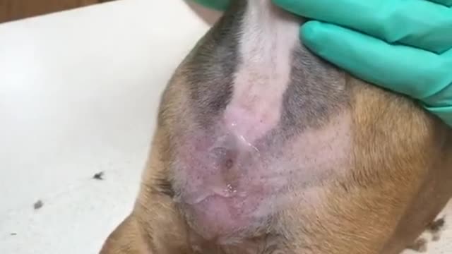 Wow, that’s a huge inflammation area for such a small botfly