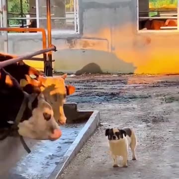 Funny Animal Videos 2023 Best Dogs And Cats Videos 😺😍.