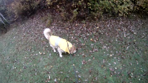 October 8th, 51º rain has Flynn and me on the North drive and West path