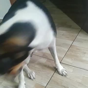 My dog ​​Priscilla is very smart and funny