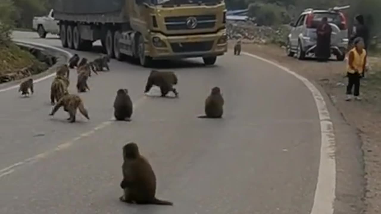 Monkey attack shocking video