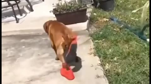 Put sneakers on the dog