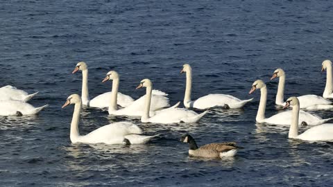 Swans