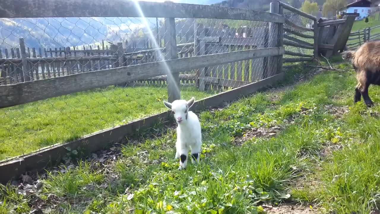 Well Sprung Goats