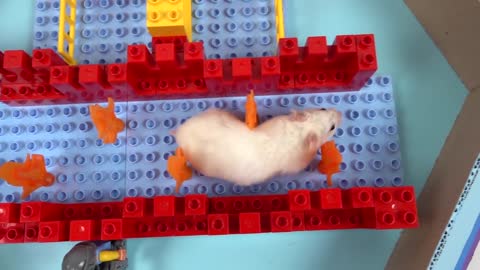 Pool Maze for Hamster - Rainbow Pyramid Maze