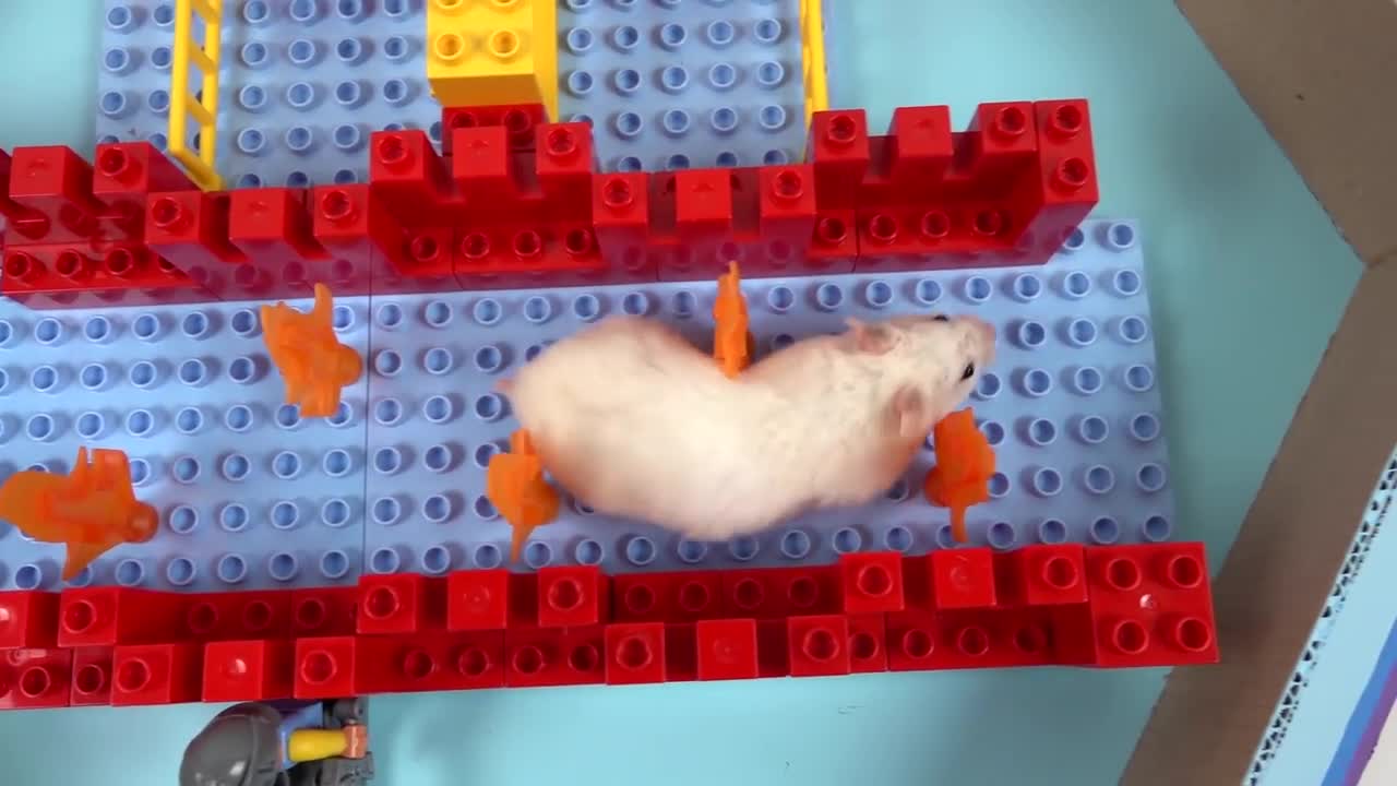 Pool Maze for Hamster - Rainbow Pyramid Maze