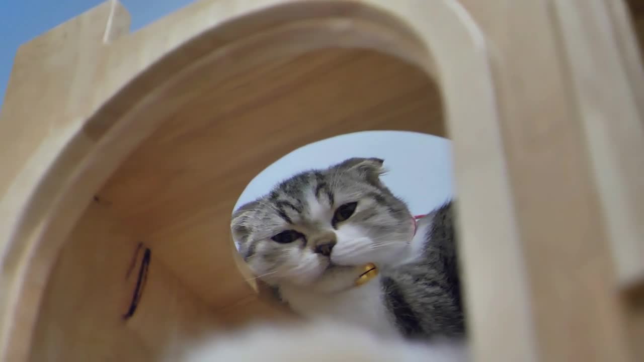 Lovely Scottish fold tabby kitten sleeping, Slow motion