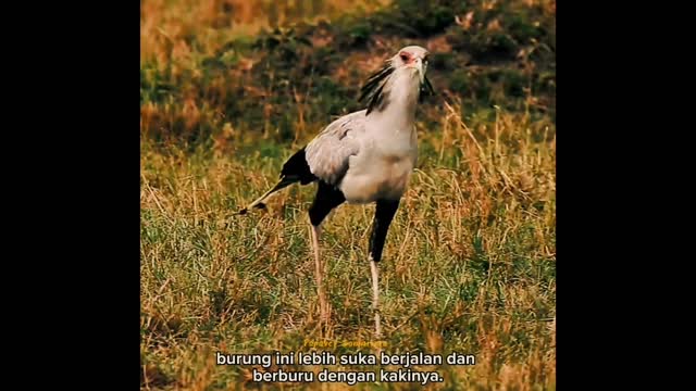 One of the world's most graceful predatory birds || The secretary bird !!