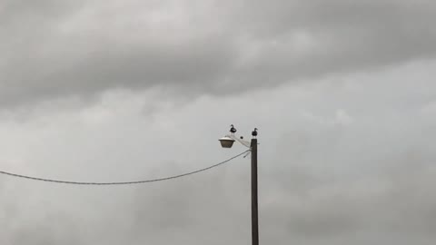 30 Seconds Ducks on a Light Pole