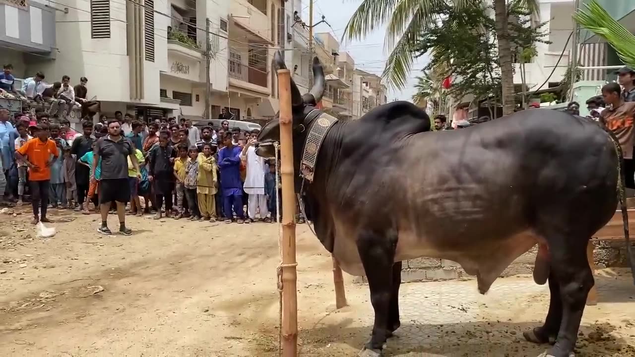 DANGEROUS BULL QURBANI