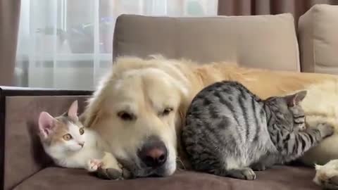 What does a Golden Retriever and Kittens sleep look like