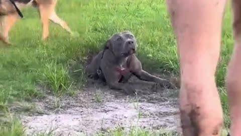 The dog is so stupid