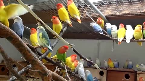 Colourfull Love Birds