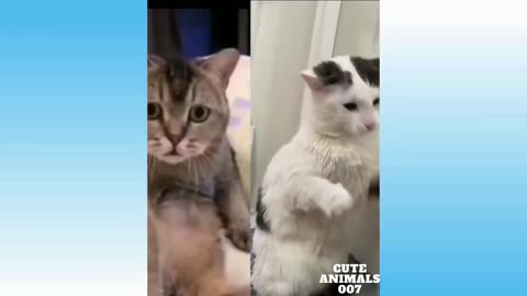 Cat Funniest Reaction Amazing Funny Animals Video Complication