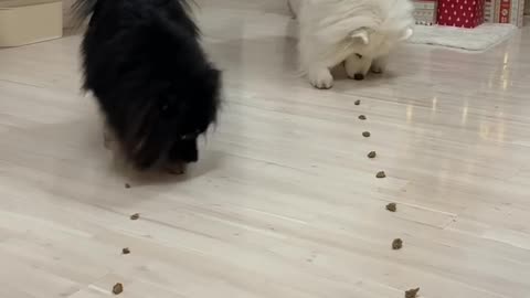 Failed Food Race Between My Dogs 😂 - Day 18 Advent Calendar #dog