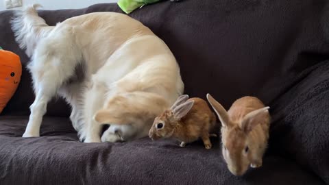 Funny Dog Plays with Rabbits on the Couch