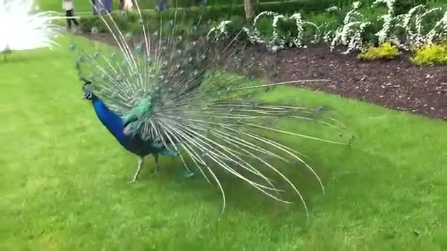 The most beautiful peacock in the world