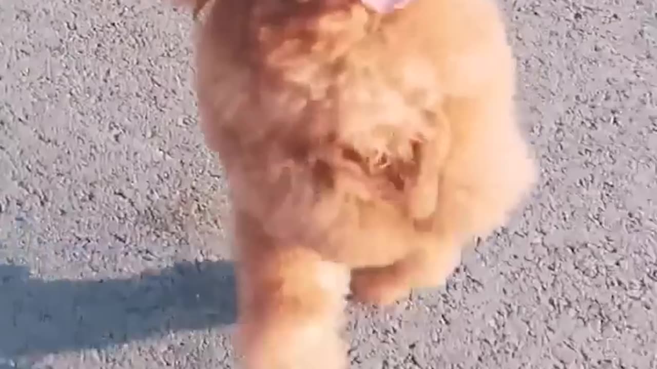 Funniest animals 2023 😂 Funny cats and dogs 🐱🐶 Funny animals