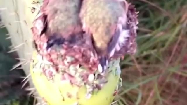 me thinking its one Bird and his full body imitating the cactus😂
