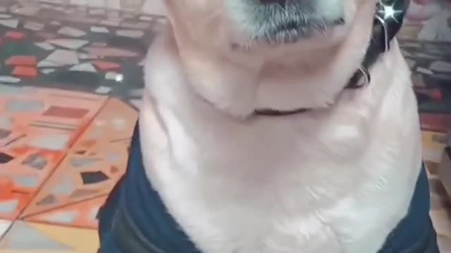 cute & funny dog -funny dog #shorts