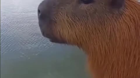 NOW U KNOW HOW A CAPYBARA TALKS