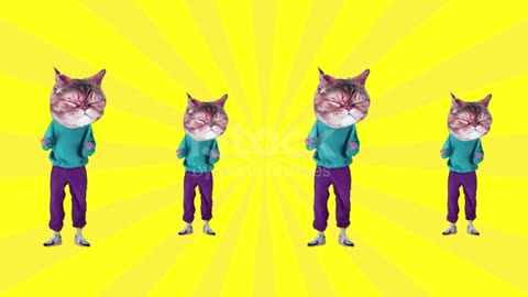 cats funny videooooooooo