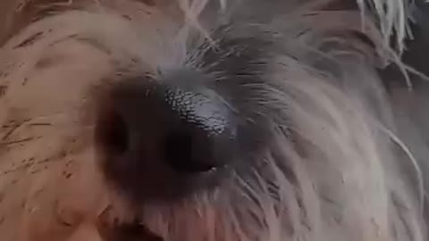 Cachorrinho engraçado