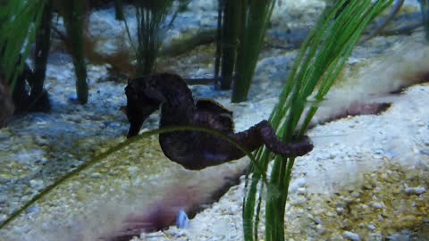 Aquarium Horse Sea Seahorse Ocean Marine Tank