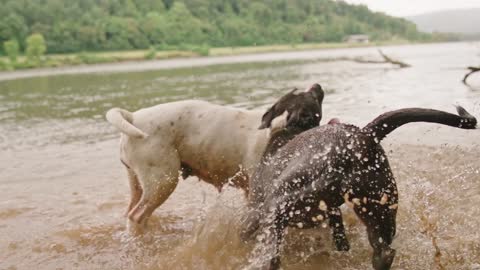 playing in the river