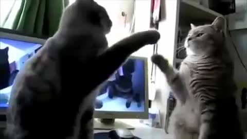 Quet cat funny videos.animals video | Funny Cat Videos Compilation