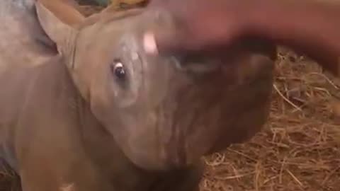 Baby rhino has its nose rubbed