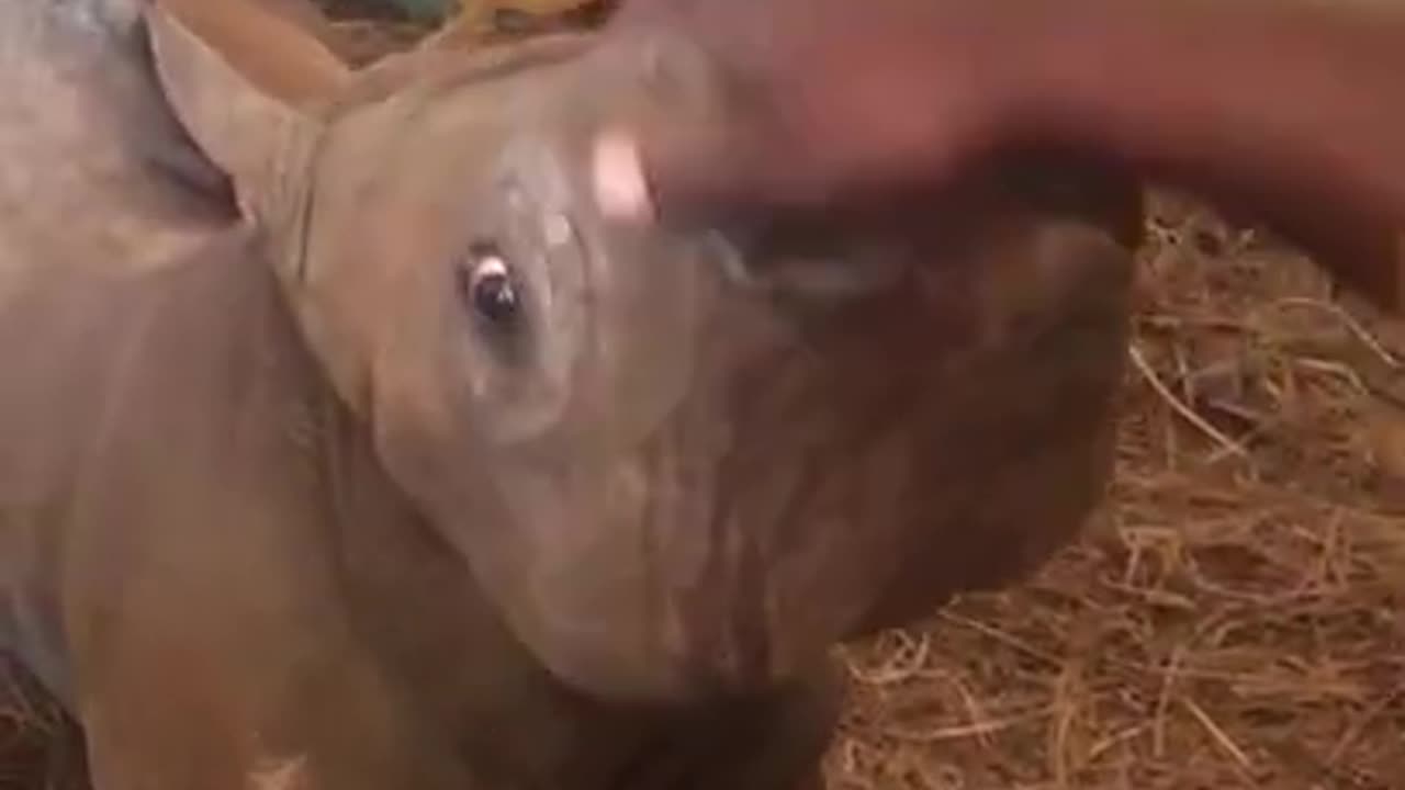 Baby rhino has its nose rubbed