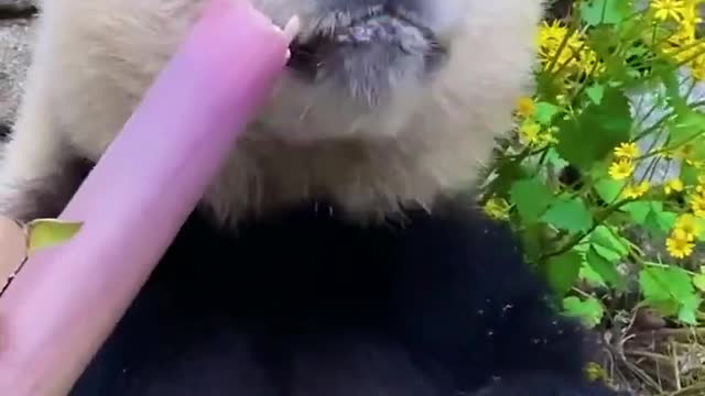 Pandas eat bamboo