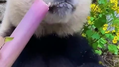 Pandas eat bamboo