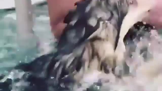 A dog that can swim