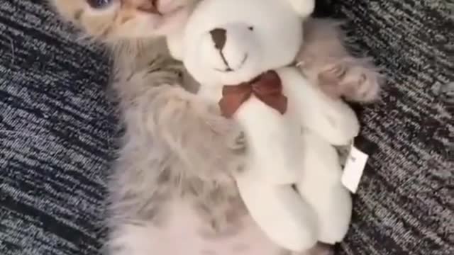 Kitty with her Teddy bear ❤️🐱