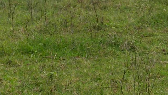 Cows eating