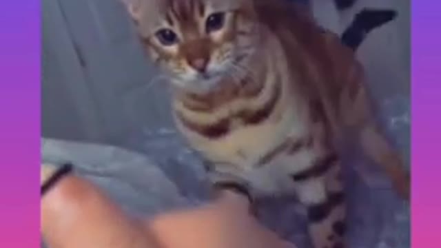 Most funny cat and dog videos/Best Funniest Animals🤣Videos de chats,chiens à mourir de rire