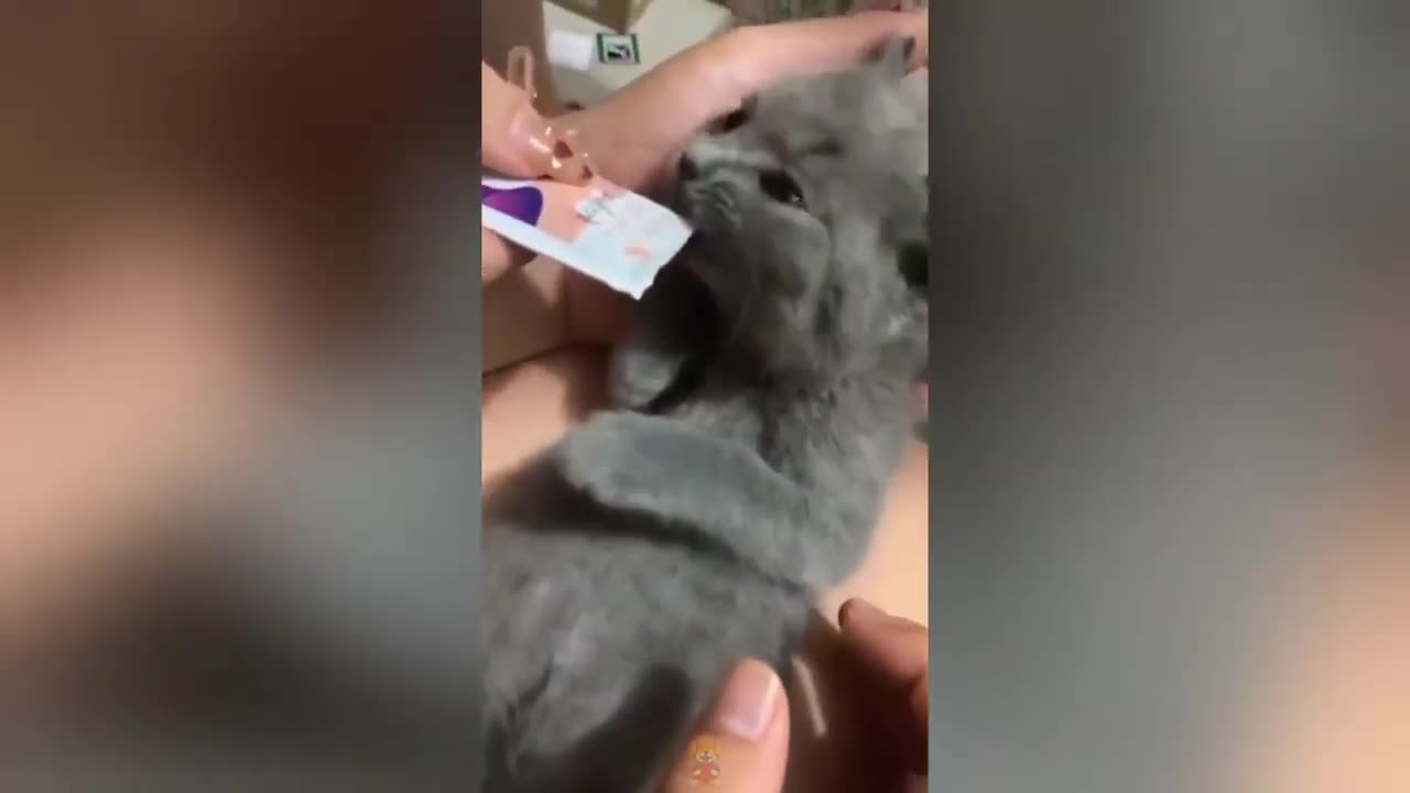 Funny cat videos