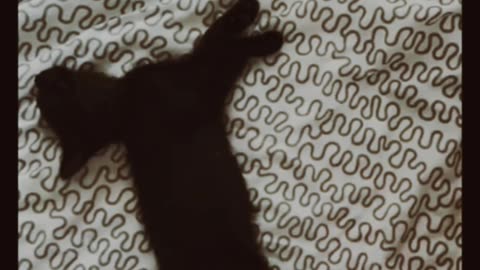 Funny Cat Videos Entertaining Adventures of Feline Friends