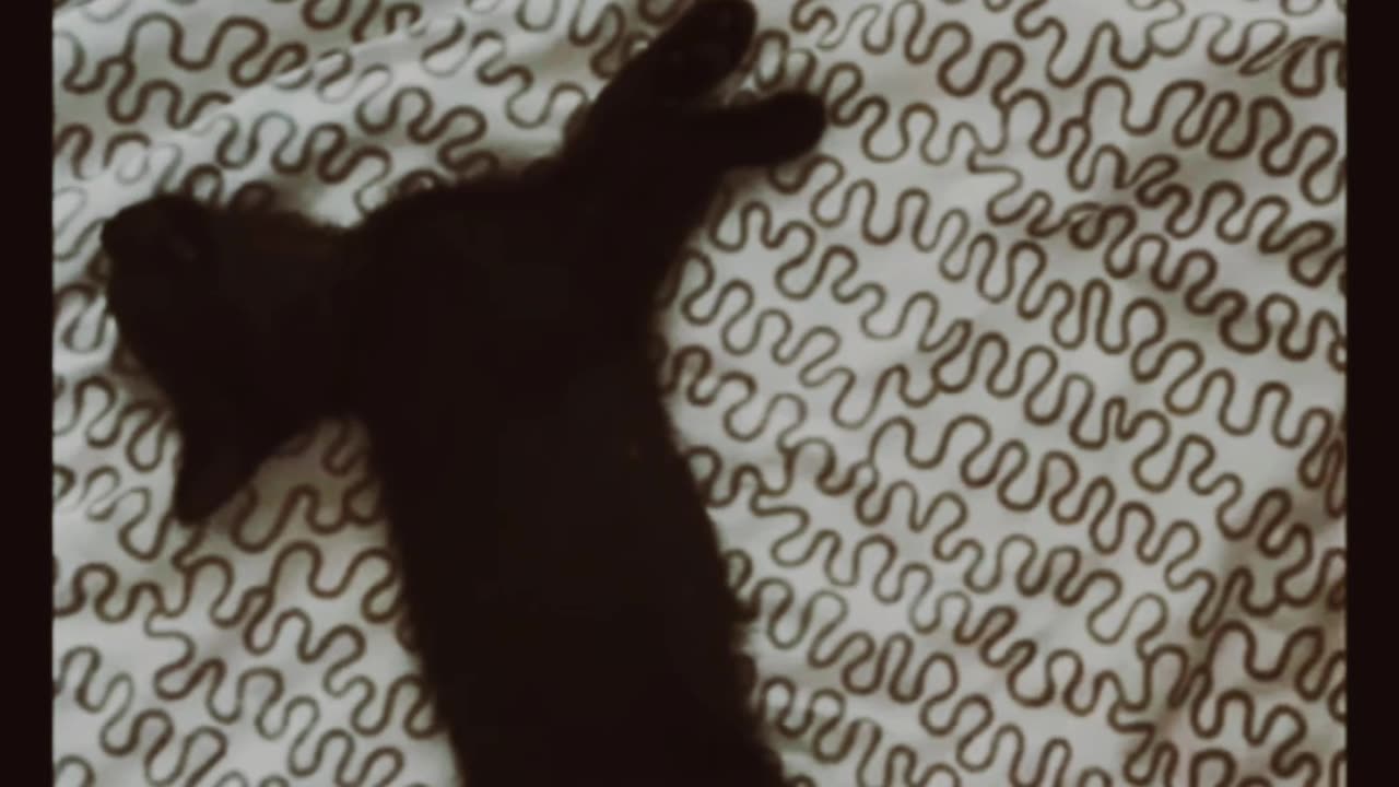 Funny Cat Videos Entertaining Adventures of Feline Friends