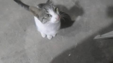 cat😻