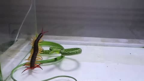 Snake
