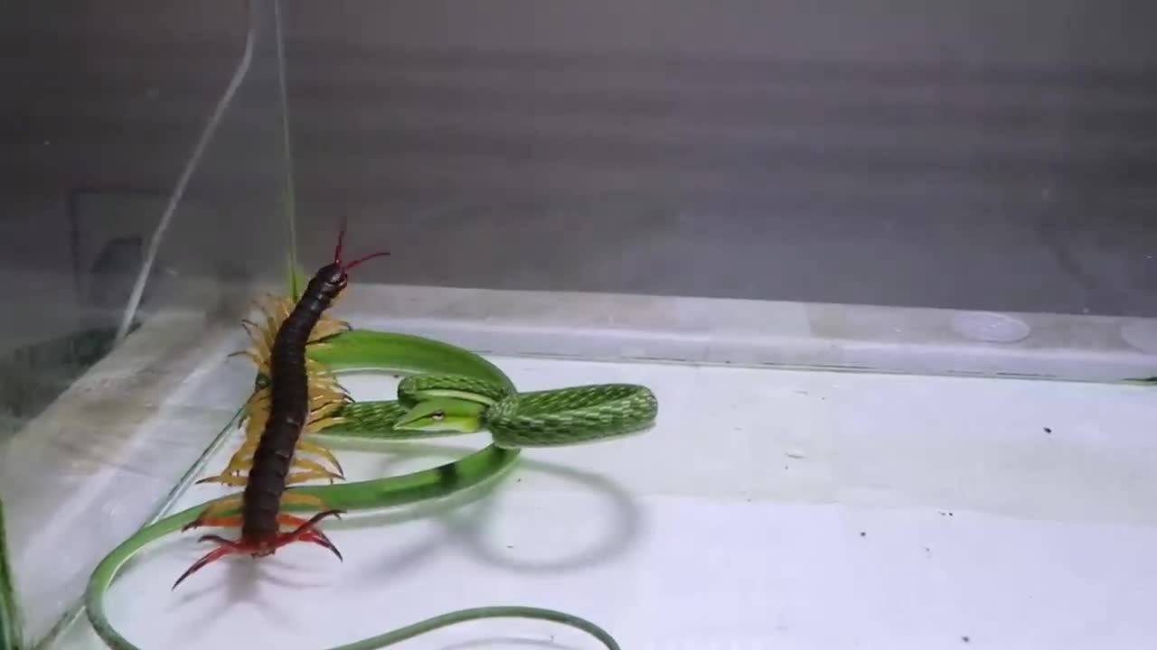 Snake