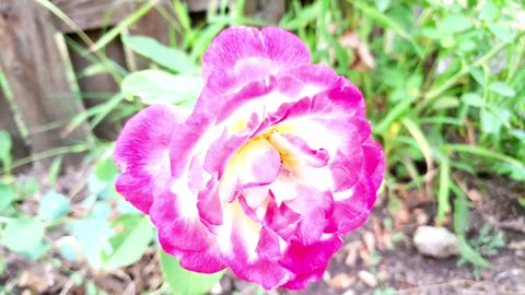 Roses From Petunia To Brighten Your Day