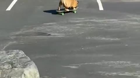 Chowder loves to board 🛹