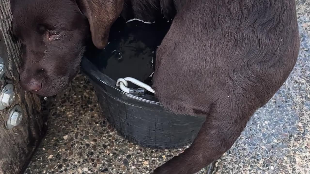 Puppy No Longer Fits in Her Favorite Bucket